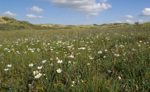 Flora-, vegetatie- en habitatkarteringen (SNL)