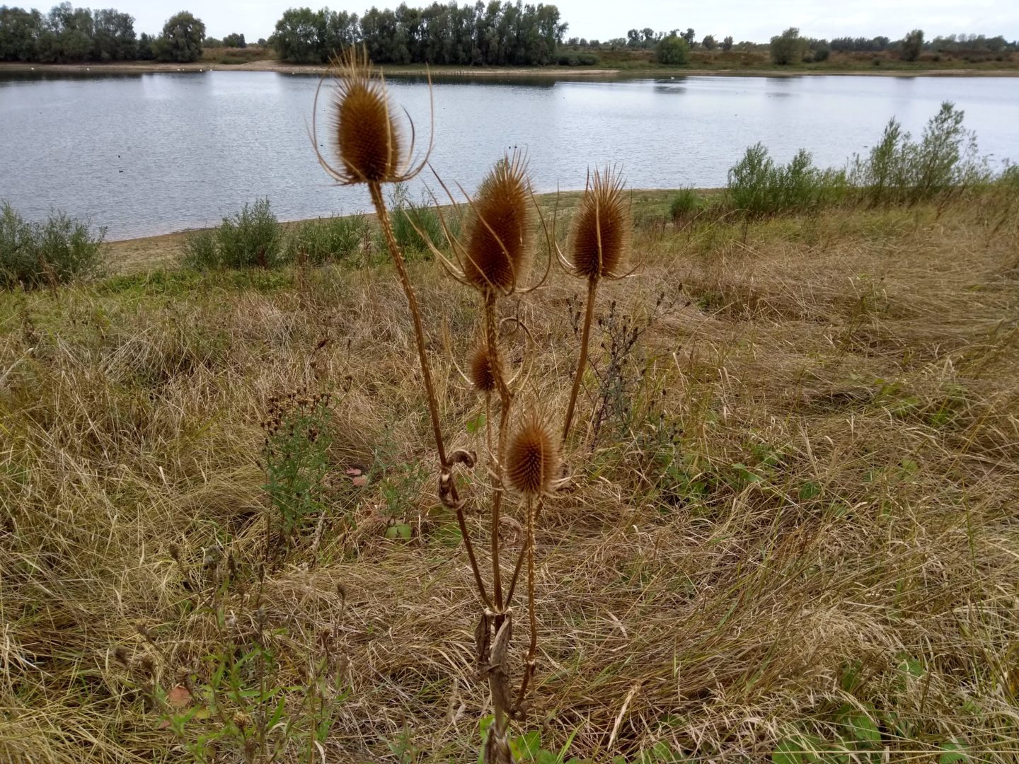 Inzicht in ecologische toestand Vonkerplas met Landschapsecologische Systeemanalyse (LESA)