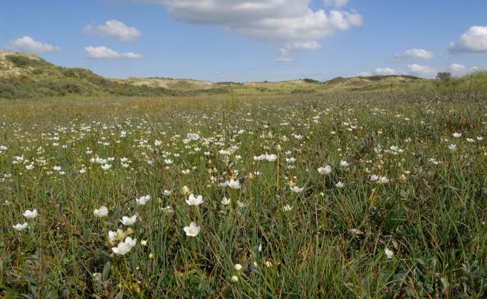 Flora-, vegetatie- en habitatkarteringen (SNL)