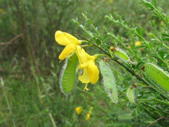 Cursussen Natuurwetgeving