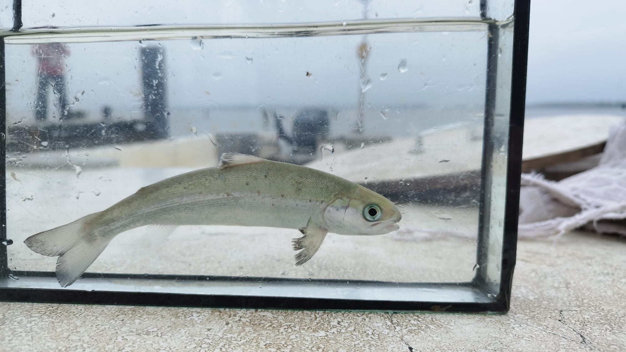 Smolt = jonge zalm