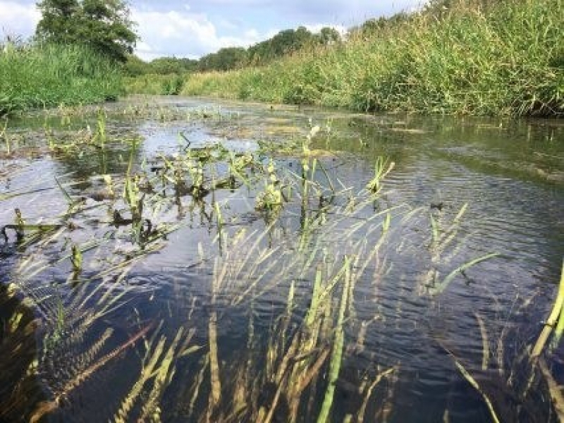 Kleine egelskop