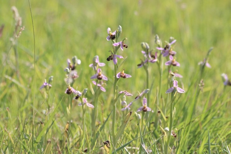 orchidee