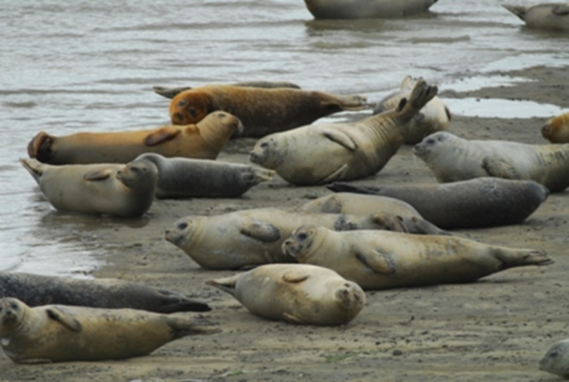 Zeehonden eemshaven