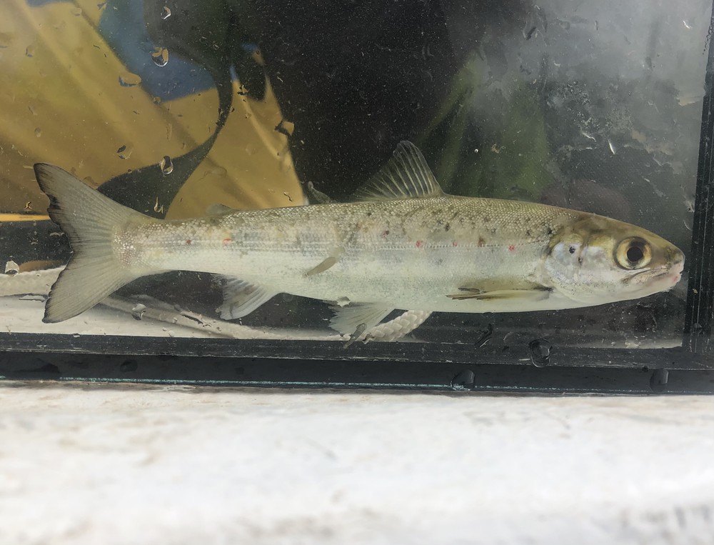 Ook zalmsmolts zijn beschermd nu. 