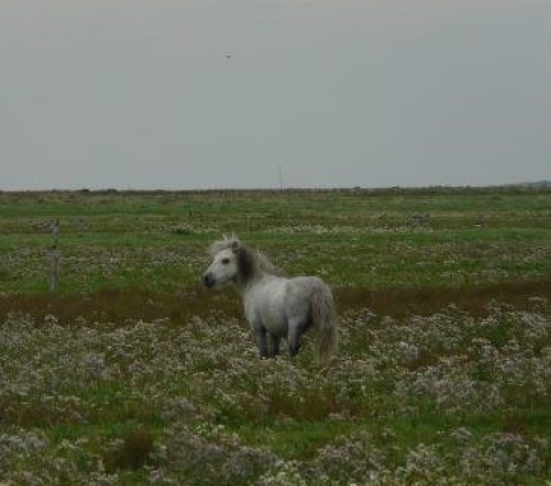 Pony op de kwelder