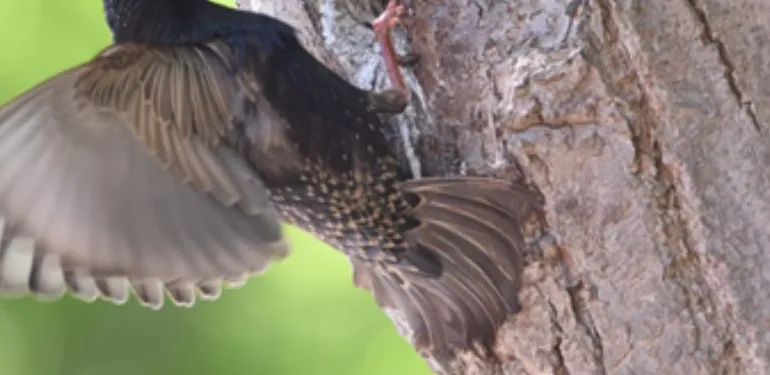 Hoe staat het met de natuur in het Drentse landschap? Basiskwaliteit Natuur Drenthe vertelt het.