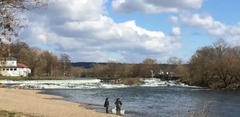 zalmsmolts