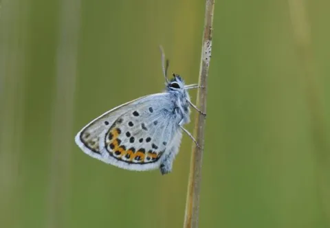 Insectenmonitoring