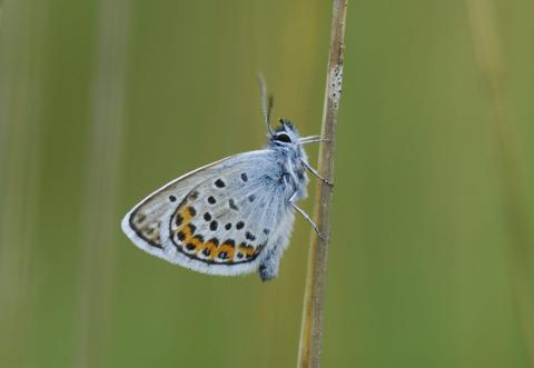 Verantwoord zaaien, beheren en monitoren ten behoeve van insecten