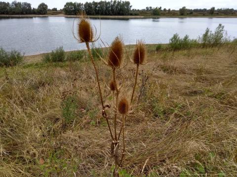 Inzicht in ecologische toestand Vonkerplas met Landschapsecologische Systeemanalyse (LESA)