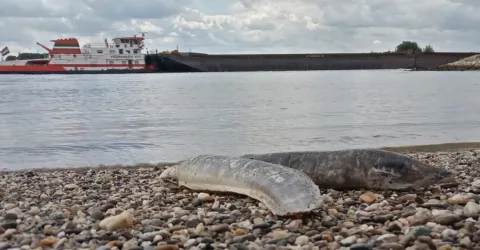 Speuren naar geknakte alen langs de Waal