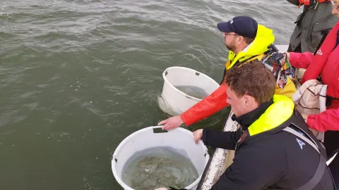 Smolts migratie volgen