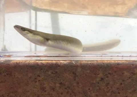 Trekvissen zoals aal zijn vanaf nu beter beschermd.