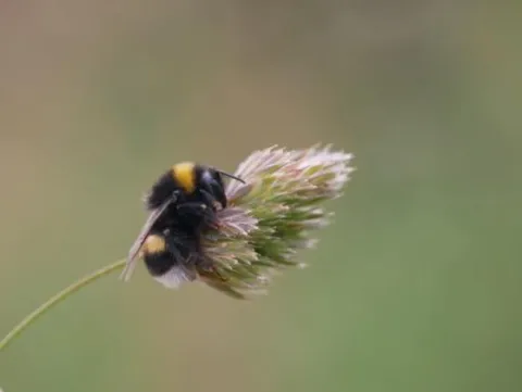 Biodiversiteitsscan