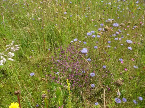 Bloemrijk grasland