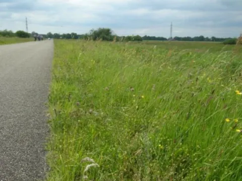 Ecologisch bermbeheer