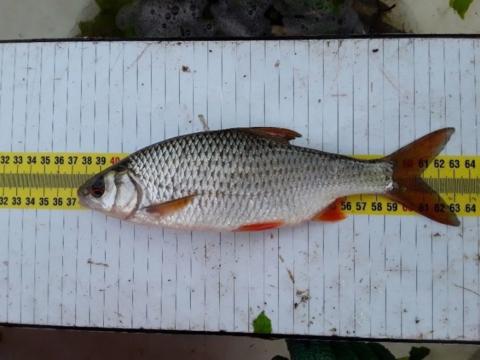 Ecotoxicologisch onderzoek: Vissen verzamelen voor chemische monitoring biota