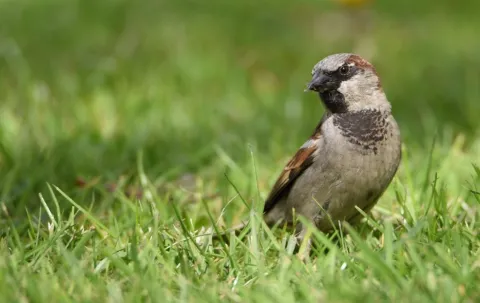 Huismus in het gras