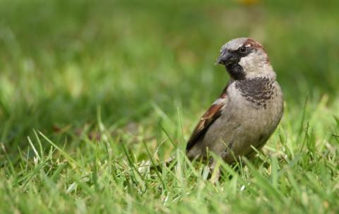 Huismus in het gras