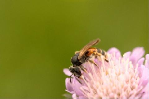 Herstelplan voor Knautiabij gepubliceerd op Nature Today