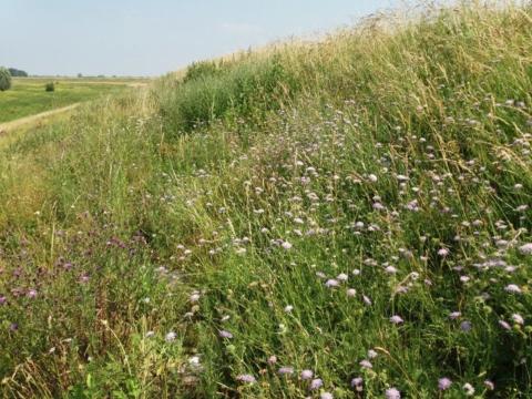 Collega Douwe Schut te horen op Radio 1 bij Vroege Vogels over de Knautiabij