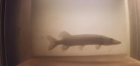 Snoek voor de camera