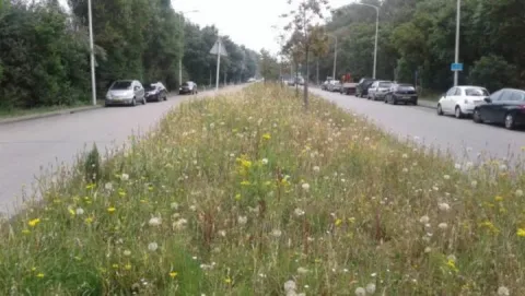 Biodiversiteit in het stedelijk groen