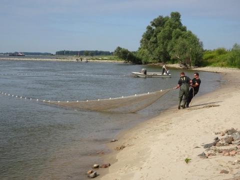 De kraamkamers van de Nederrijn en Lek
