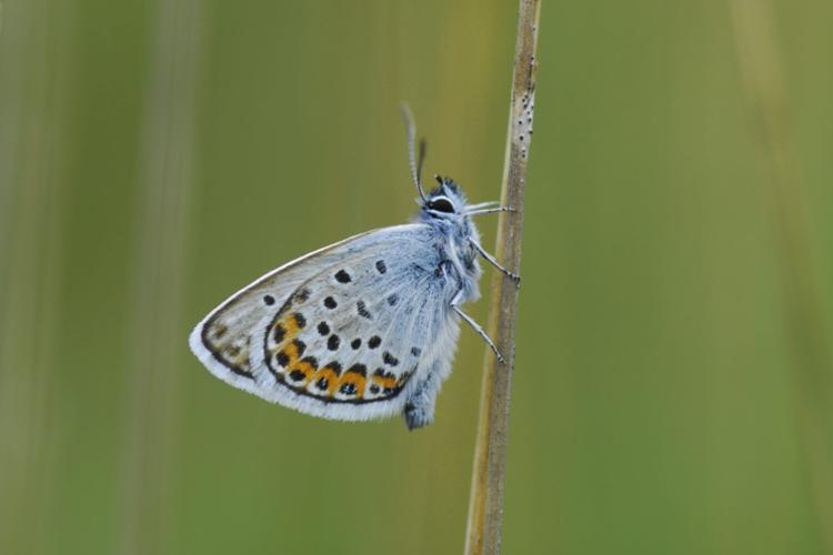 Verantwoord zaaien, beheren en monitoren ten behoeve van insecten