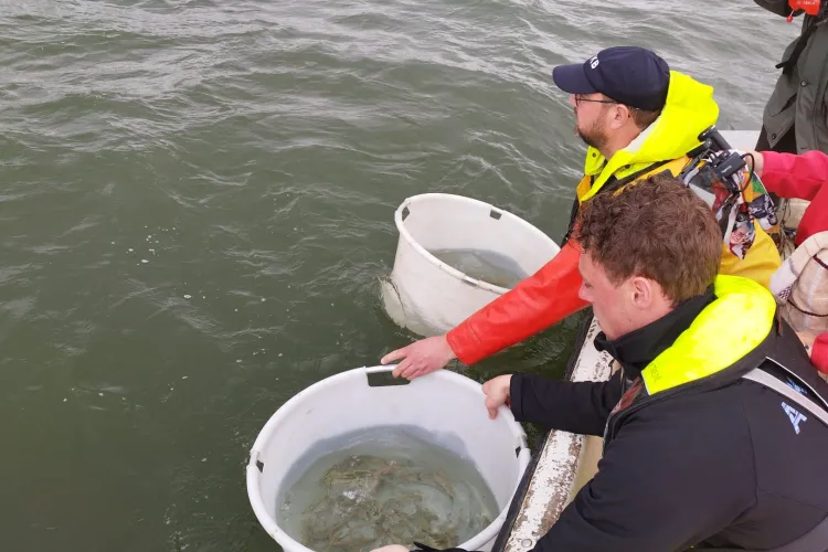 Smolts migratie volgen