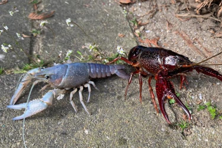 De (blauwe) rode Amerikaanse rivierkreeft