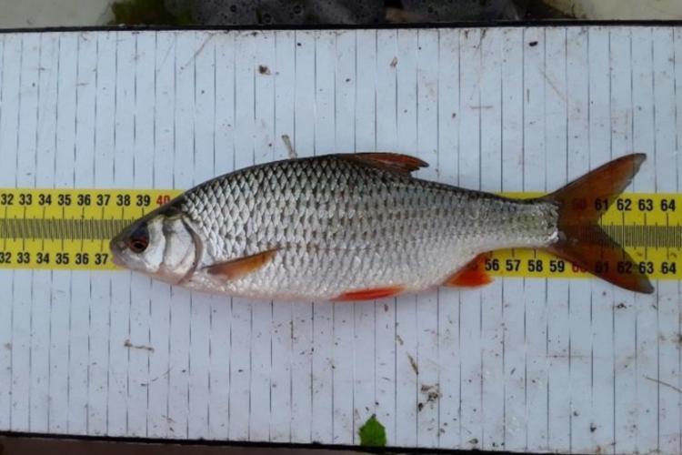Ecotoxicologisch onderzoek: Vissen verzamelen voor chemische monitoring biota