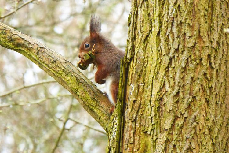 Nesten in boomholten