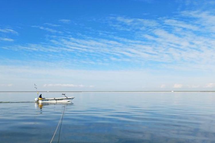 Waarom vinden we weinig oude vissen in het IJsselmeer?
