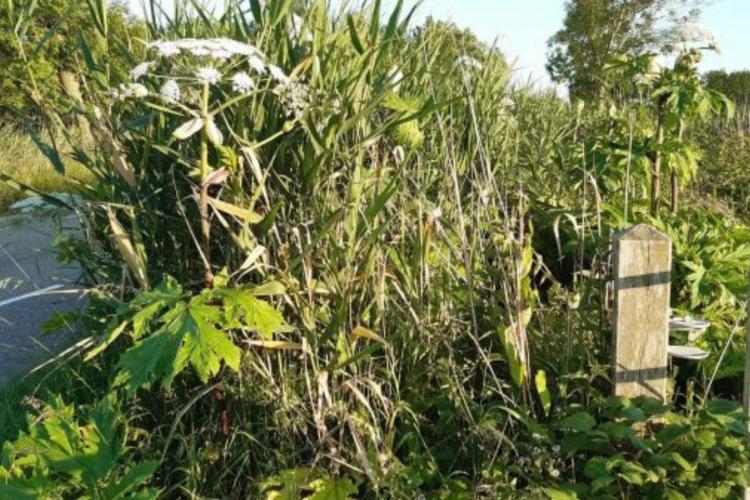 Invasieve exoten; een plaag voor onze natuur