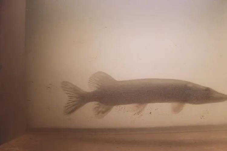 Snoek voor de camera