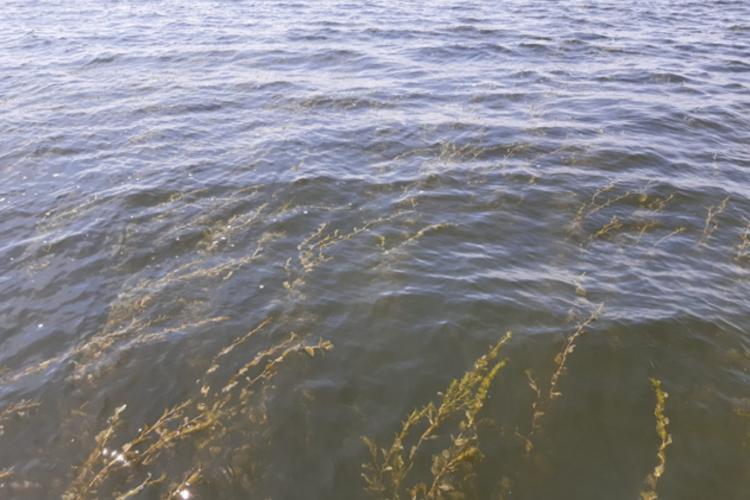 Onderzoek naar water- en oeverplanten in het Markermeer en zuidelijke randmeren