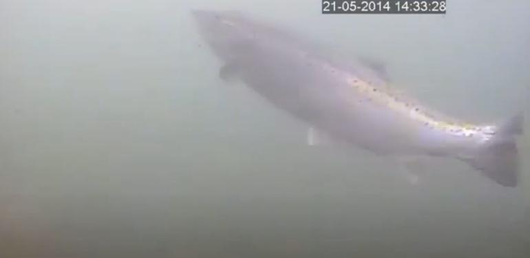 Onderwatercamera