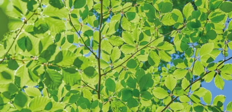 Terrestrische Ecologie