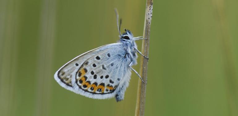 Insectenmonitoring