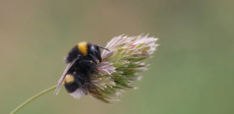 Biodiversiteitsscan