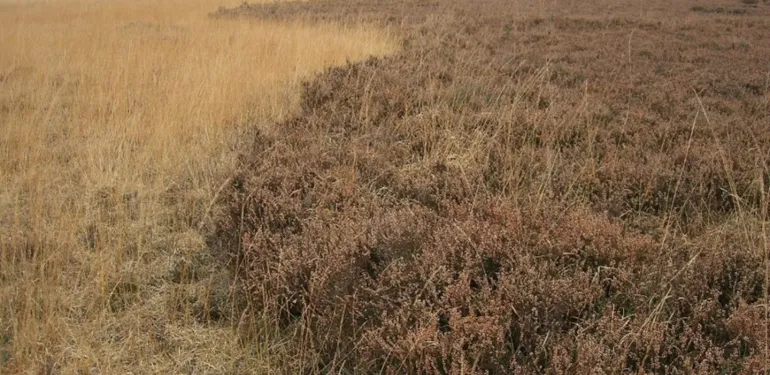 Stikstofdepositieberekeningen en voortoetsen (Aerius)