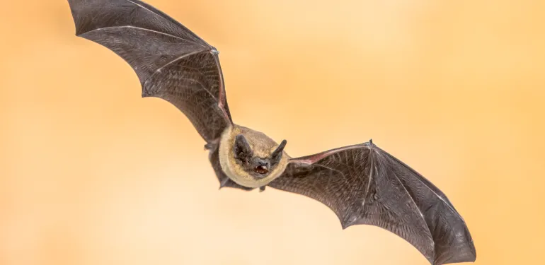 Foto van vleermuis