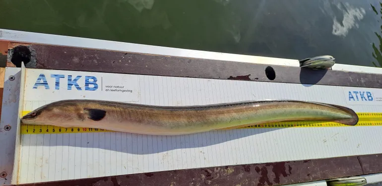 Schieraal op de meetplank.