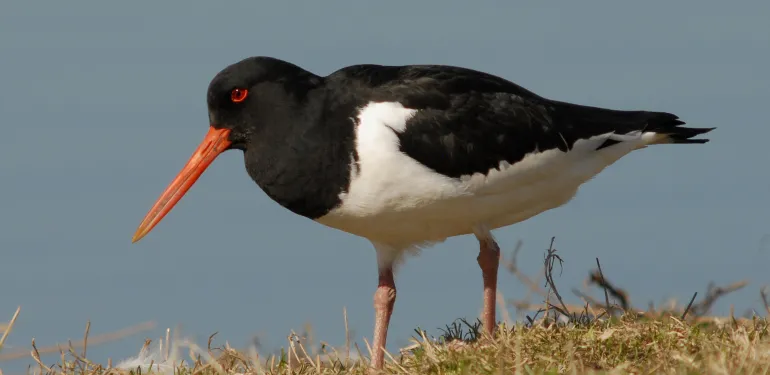 Scholekster