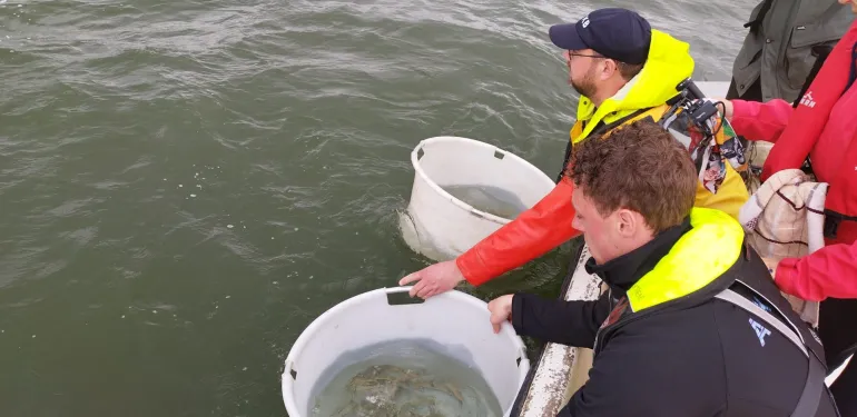 Smolts migratie volgen
