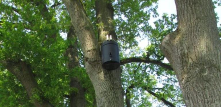 Hebben vleermuizen en vogels last van festivals?