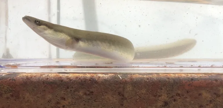 Trekvissen zoals aal zijn vanaf nu beter beschermd.