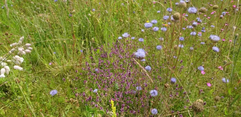 Bloemrijk grasland